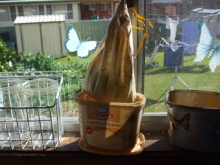 Bag hanging from the widow catch and draining